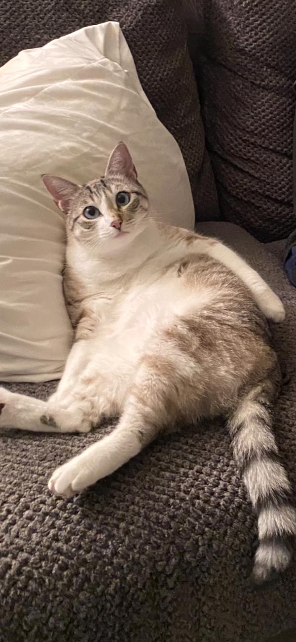/Images/uploads/The Murphee and Sugar Angel Foundation/murpheeandsugar-pet-photo-contest-fundraiser/entries/27772thumb.jpg
